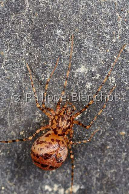 PBL_Araignees_2013_MG_4783.JPG - France, Pyrénées-Atlantique (64), Scytodidae, Araignée cracheuse (Scytodes thoracica), Spitting spider